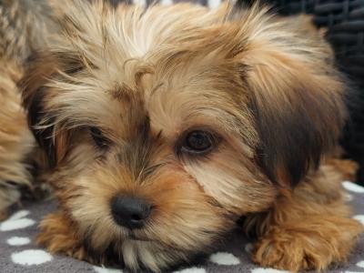 Gorgeous Shorkie (Shih Tzu x Yorkshire Terrier) puppies for sale in Limerick ✨️