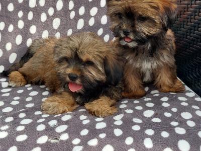 Gorgeous Shorkie (Shih Tzu x Yorkshire Terrier) puppies for sale in Limerick ✨️