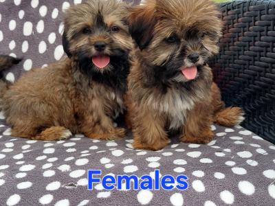 Gorgeous Shorkie (Shih Tzu x Yorkshire Terrier) puppies for sale in Limerick ✨️