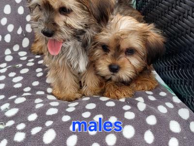 Gorgeous Shorkie (Shih Tzu x Yorkshire Terrier) puppies for sale in Limerick ✨️