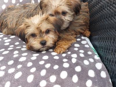 Gorgeous Shorkie (Shih Tzu x Yorkshire Terrier) puppies for sale in Limerick ✨️