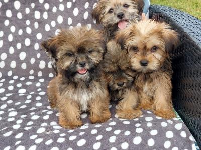 Gorgeous Shorkie (Shih Tzu x Yorkshire Terrier) puppies for sale in Limerick ✨️