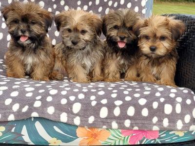 Gorgeous Shorkie (Shih Tzu x Yorkshire Terrier) puppies for sale in Limerick ✨️