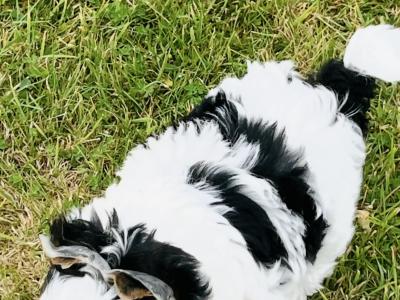 Biewer Terrier puppies in Wexford
