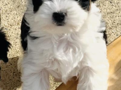 Biewer Terrier puppies in Wexford