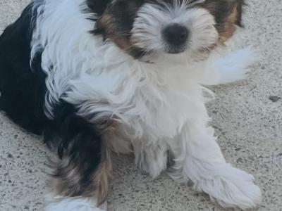 Biewer Terrier puppies in Wexford