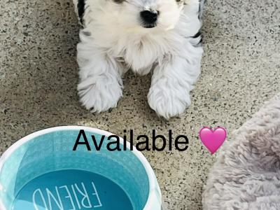 Biewer Terrier puppies in Wexford