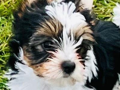 Biewer Terrier puppies in Wexford