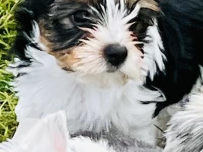 Biewer Terrier puppies in Wexford