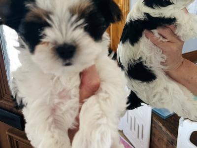 Biewer Terrier puppies in Wexford