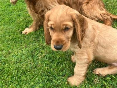 Golden Cocker Spaniel puppies in Cavan