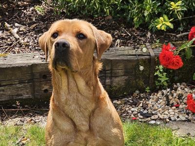 Golden and Fox Red Labrador Pups