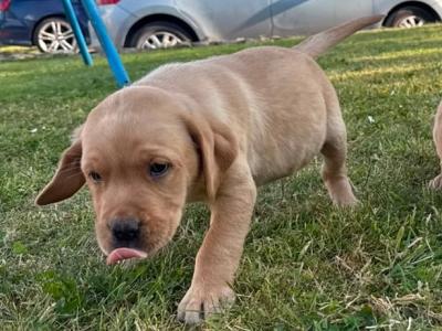 Golden and Fox Red Labrador Pups