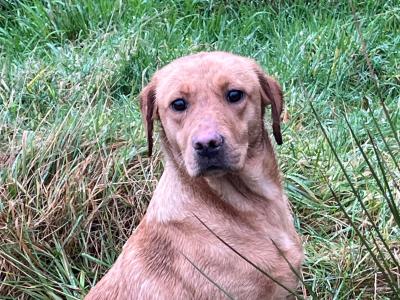 Golden and Fox Red Labrador Pups