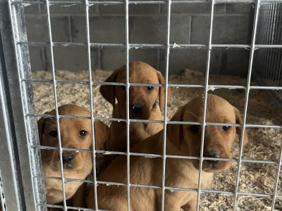 Golden and Fox Red Labrador Pups