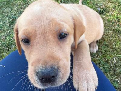 Golden and Fox Red Labrador Pups