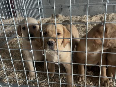 Golden and Fox Red Labrador Pups