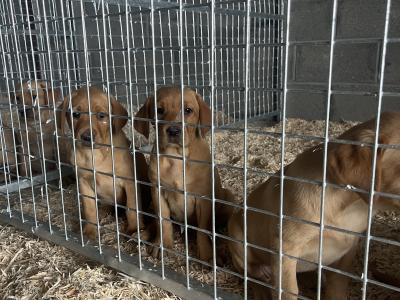 Golden and Fox Red Labrador Pups