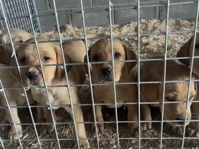 Golden and Fox Red Labrador Pups