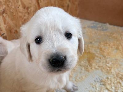 Purebred IKC Registered Golden Retriever puppies €750
