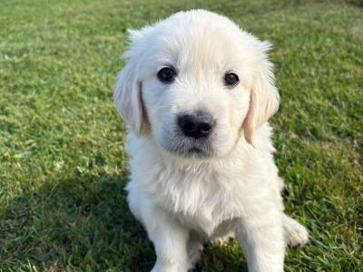 Purebred IKC Registered Golden Retriever puppies €750