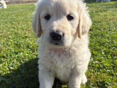 Purebred IKC Registered Golden Retriever puppies €750