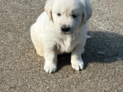 Purebred IKC Registered Golden Retriever puppies €750