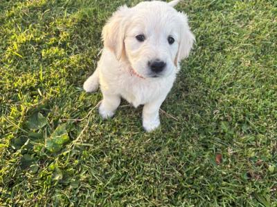 Purebred IKC Registered Golden Retriever puppies €750