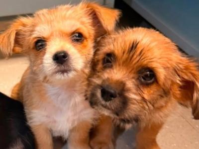 Shihpoo x Yorkshire Terrier puppies in Tipperary