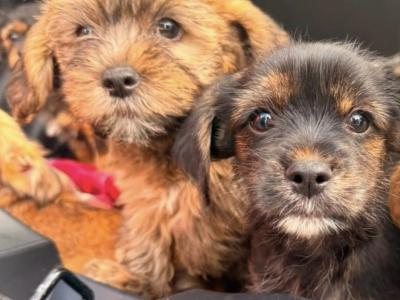Shihpoo x Yorkshire Terrier puppies in Tipperary