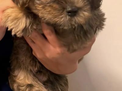 Shihpoo x Yorkshire Terrier puppies in Tipperary
