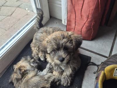 Shihpoo x Yorkshire Terrier puppies in Tipperary