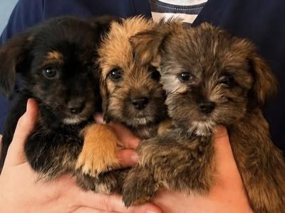 Shihpoo x Yorkshire Terrier puppies in Tipperary