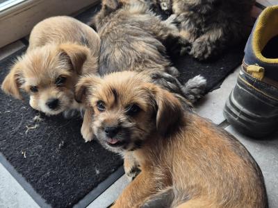 Shihpoo x Yorkshire Terrier puppies in Tipperary