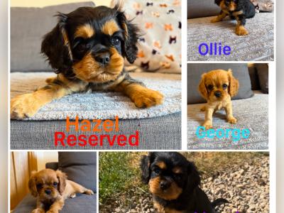 IKC Registered Cavalier King Charles Spaniel puppies