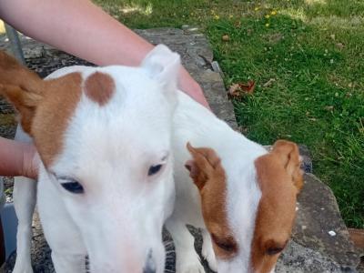 Beautiful female purebred Jack Russell puppy 8 months old in Cork