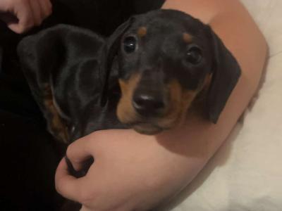 One miniature Short Haired Dachshund puppy in Cork