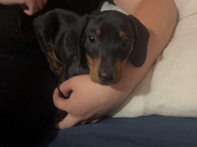 One miniature Short Haired Dachshund puppy in Cork