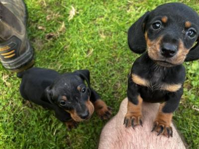 One miniature Short Haired Dachshund puppy in Cork
