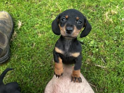 One miniature Short Haired Dachshund puppy in Cork