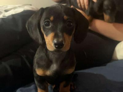 One miniature Short Haired Dachshund puppy in Cork