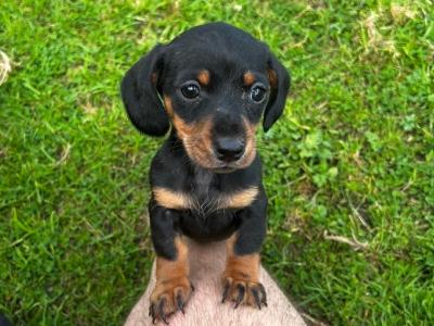 One miniature Short Haired Dachshund puppy in Cork