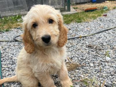 Beautiful Labradoodle puppies in Offaly. Ready for their forever homes ❤️🐶