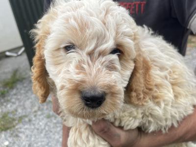 Beautiful Labradoodle puppies in Offaly. Ready for their forever homes ❤️🐶
