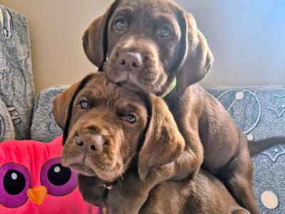 1 Gorgeous female IKC Registered (pending) Chocolate Purebred Labrador puppies left for sale