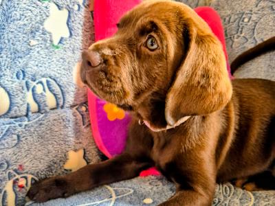 1 Gorgeous female IKC Registered (pending) Chocolate Purebred Labrador puppies left for sale