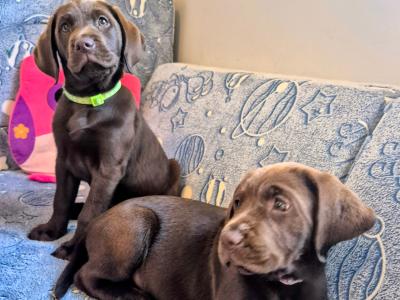 1 Gorgeous female IKC Registered (pending) Chocolate Purebred Labrador puppies left for sale