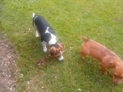 Gorgeous Male Jack Russell puppies in Meath