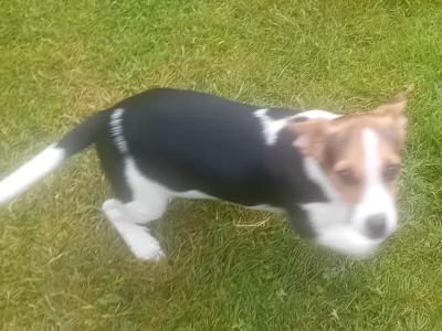 Gorgeous Male Jack Russell puppies in Meath