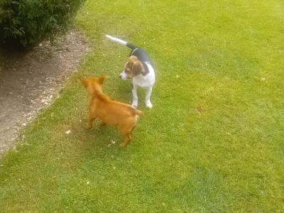 Gorgeous Male Jack Russell puppies in Meath
